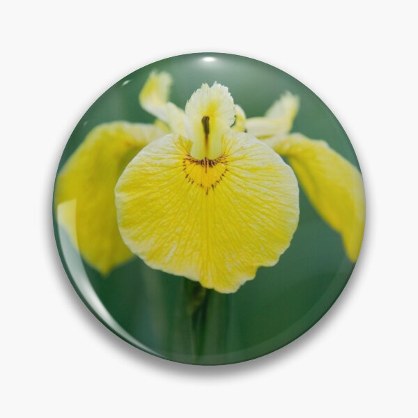 Item preview, Iris designed and sold by AWLPIX.