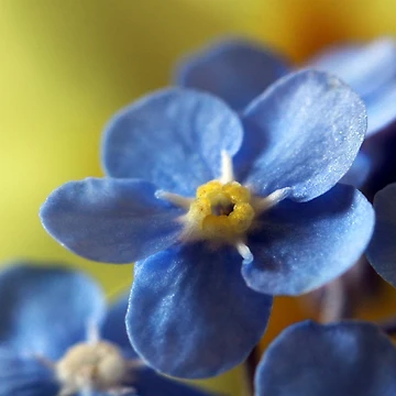 Artwork thumbnail, Forget Me Not by AWLPIX
