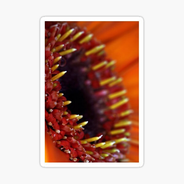 Orange Gerbera Sticker