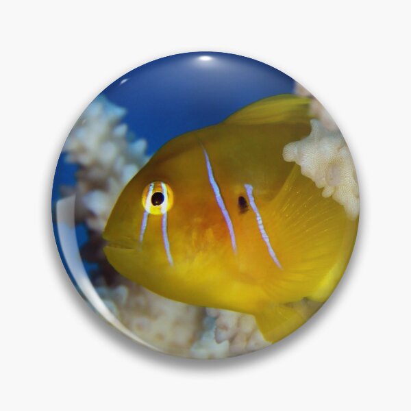 Item preview, Citron goby designed and sold by AWLPIX.