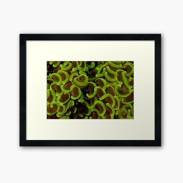 Anchor coral Framed Art Print