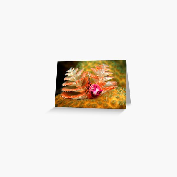 Christmas tree worms Greeting Card