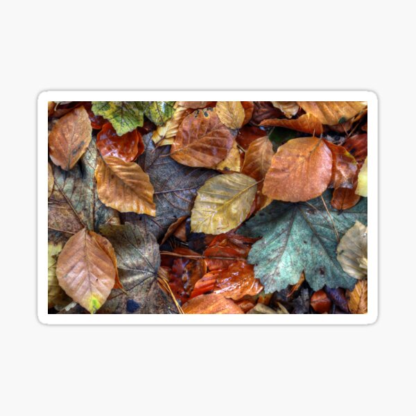 Autumn leaves Sticker