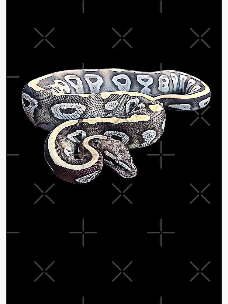 Ball Python Axanthic Pied Snake Poster for Sale by Elarex