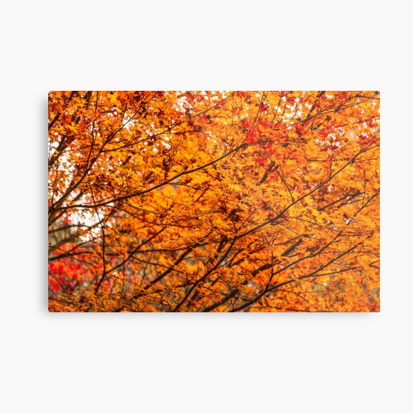 Autumn Tree Metal Print