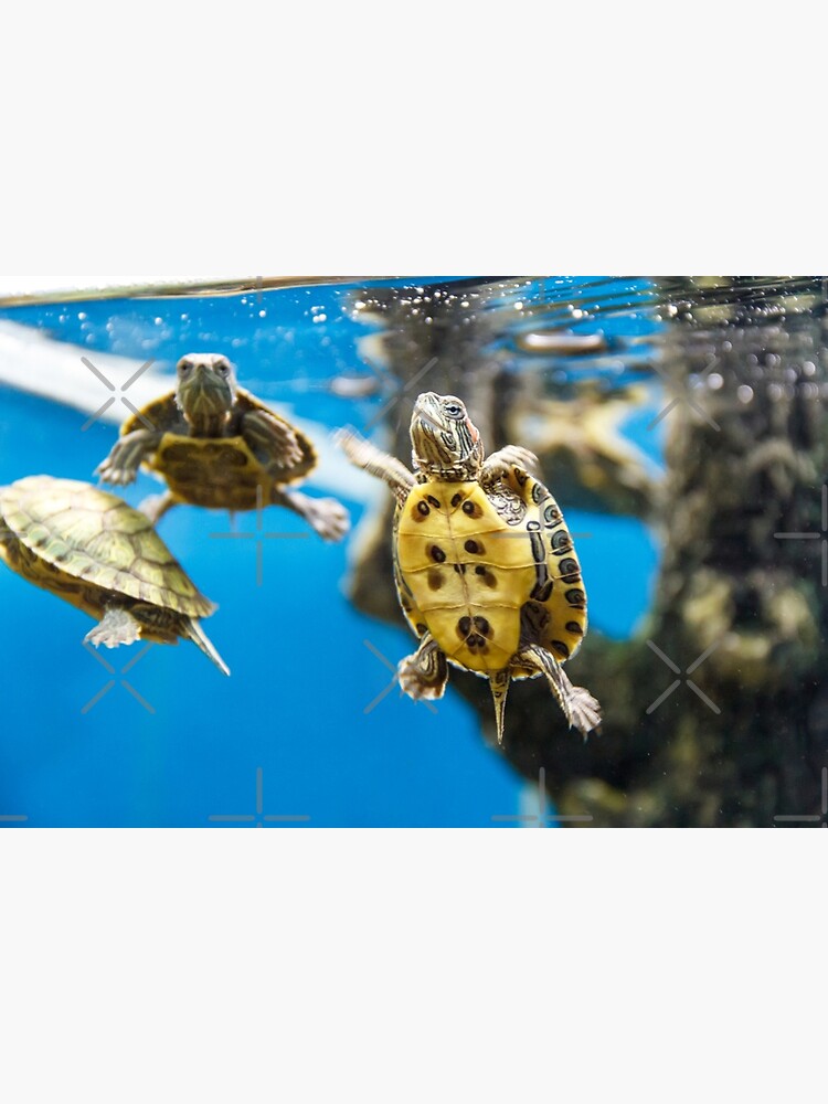 "Blue ocean sea turtle summer sea swimming turtle" Poster by