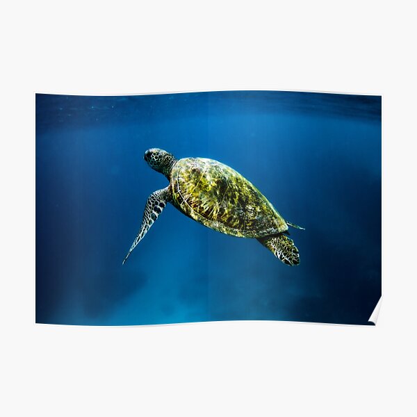 "Blue ocean sea turtle summer sea swimming turtle" Poster by