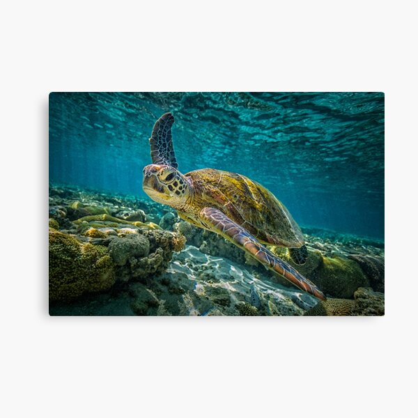 Tortue de mer bleue de l'océan - tortue de mer d'été Impression sur toile