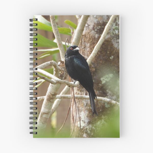 Item preview, Spangled Drongo designed and sold by ongarra.