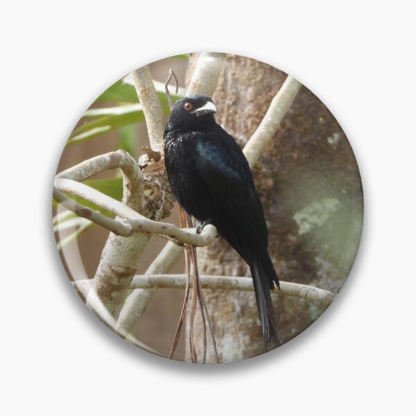 Item preview, Spangled Drongo designed and sold by ongarra.