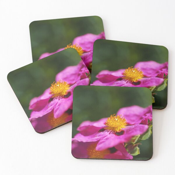 Item preview, Bright Hibiscus Desert Rose Double designed and sold by Joy Watson - Natural Light Photography .