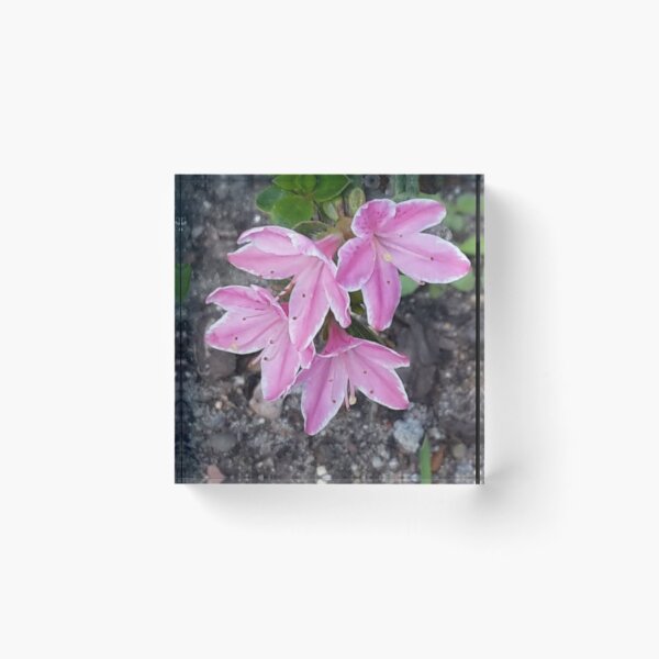 Artikelvorschau, Azalee im Garten entworfen und verkauft von kammoe.