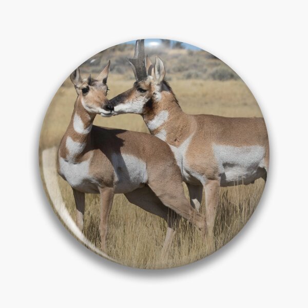 Item preview, Pronghorn Romance designed and sold by NorthernDesert.