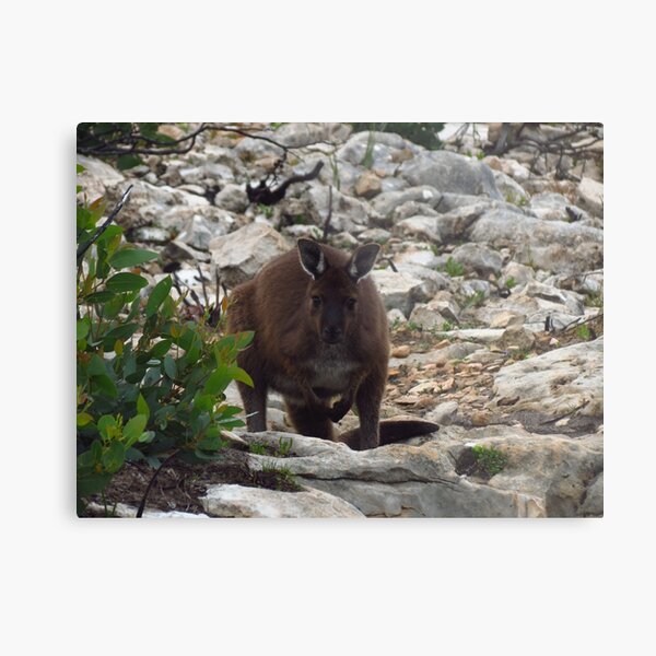 Dawning realisation I am not alone. Metal Print