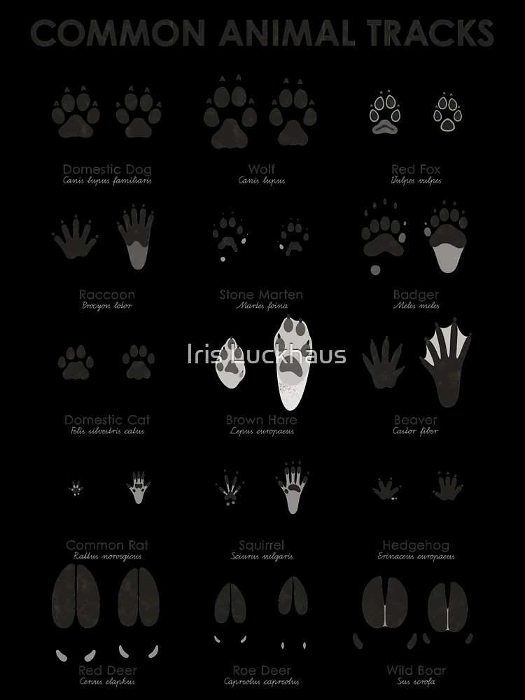 Identify Animal Tracks In Your Backyard & Beyond… - Childhood By