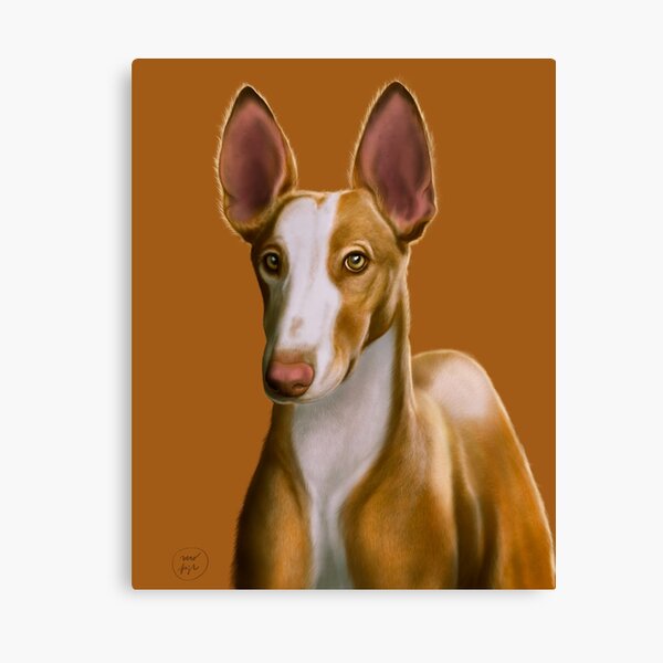 Ibizan Hound Canvas Print