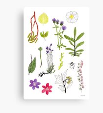 Herbarium / Herbier #2 Canvas Print
