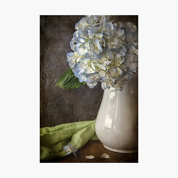 Blue Hydrangea Photographic Print