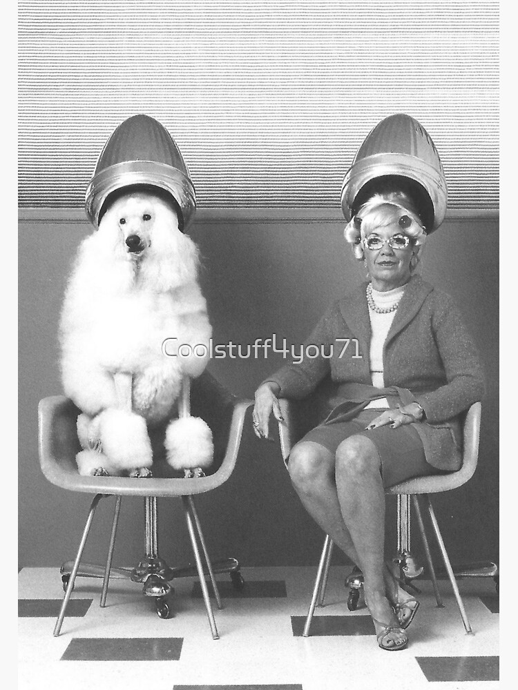 "Vintage dog cute photo Dogs retro pet barber grooming poodle" Poster
