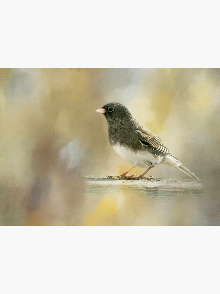 Junco by CindiR60