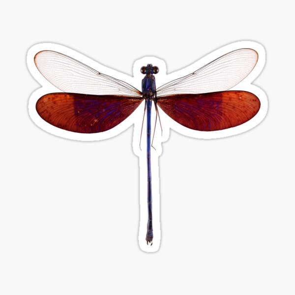 Damselfly (Neurobasis kaupi pavo) Sticker