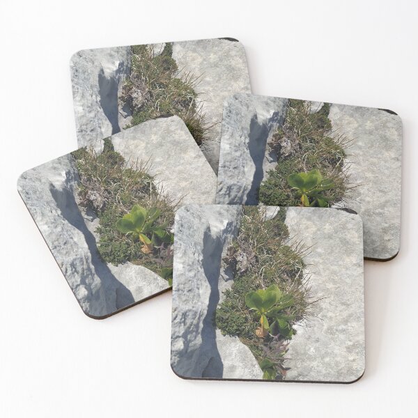 Item preview, Plants on a rock designed and sold by KNBS.