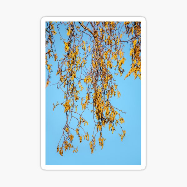 Silver birch Sticker