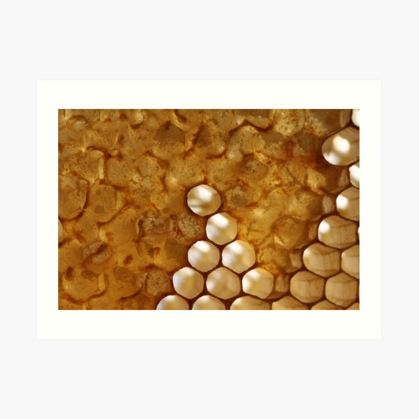 honey or not honey? Art Print