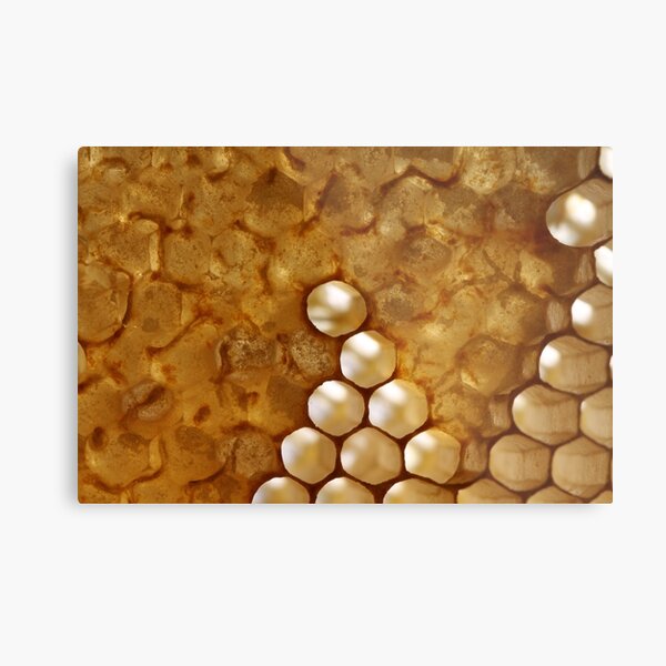 honey or not honey? Metal Print