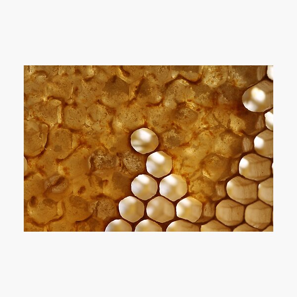honey or not honey? Photographic Print