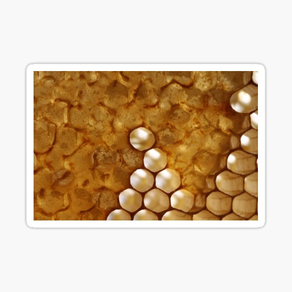 honey or not honey? Sticker