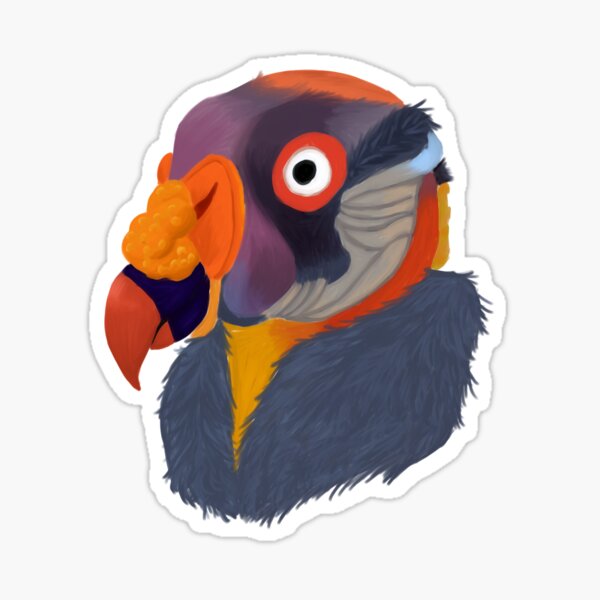 Stock photo of Head portrait of King vulture (Sarcoramphus papa) calling in  the rain. Available for sale on