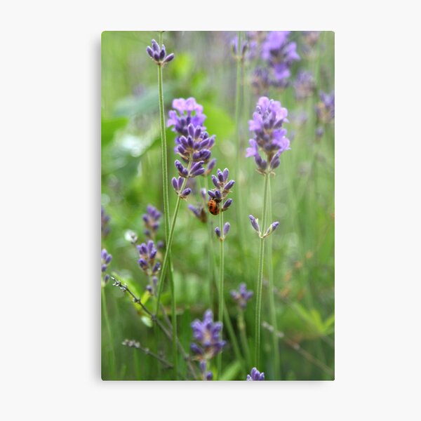 We Protect You Metal Print