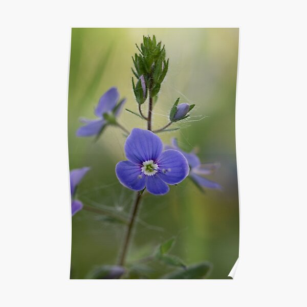 Speedwell Poster