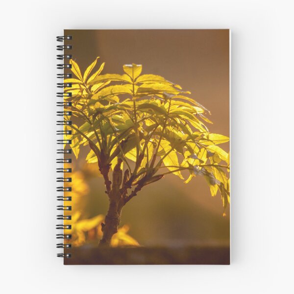 Item preview, Ash leaf sunset designed and sold by AWLPIX.
