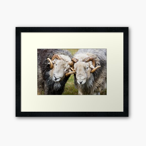 Item preview, Two Herdwick Rams Locking Horns designed and sold by Jane Stanley.
