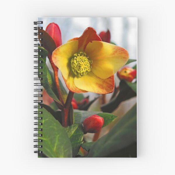 Item preview, My Lenten Rose designed and sold by Eileen McVey.