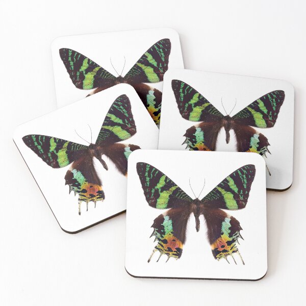 Item preview, Madagascan sunset moth (Chrysiridia rhipheus) designed and sold by Tim Christensen.
