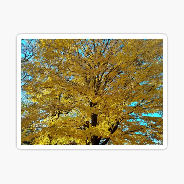 Autumn Maple - Yellow Sticker