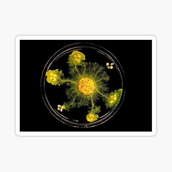 PHYSARUM BLOB Sticker