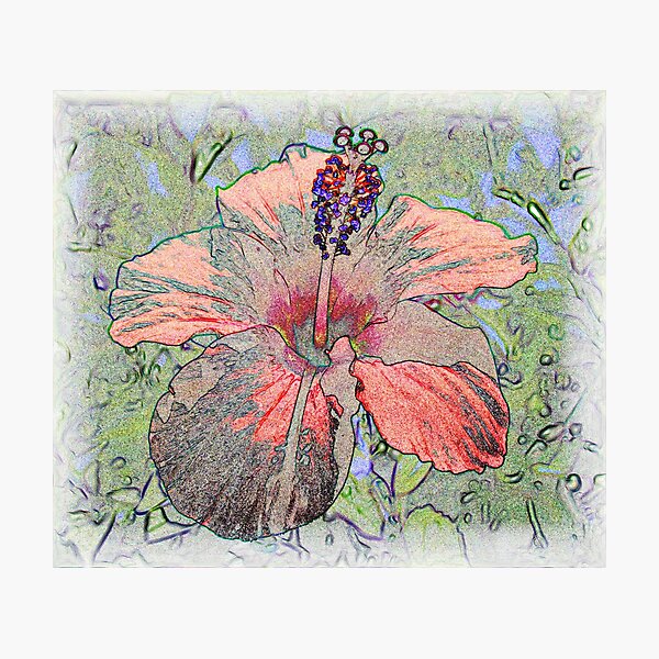 Hibiscus drawing Photographic Print