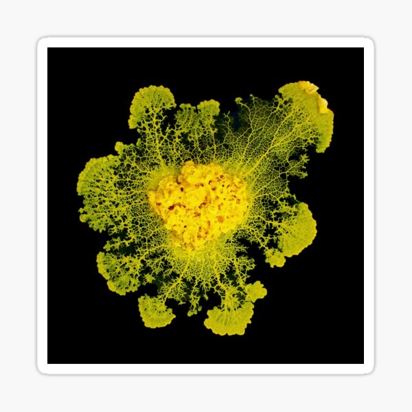 PHYSARUM BLOB Sticker