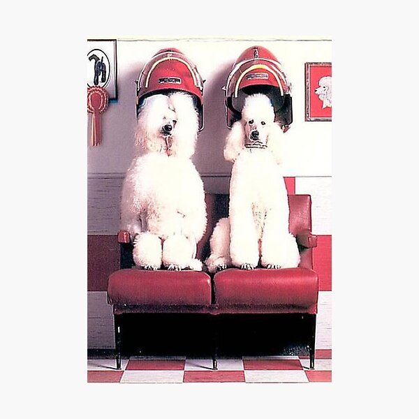 Item preview, Vintage dog cute photo Dogs retro pet barber retro grooming poodle designed and sold by Coolstuff4you71.
