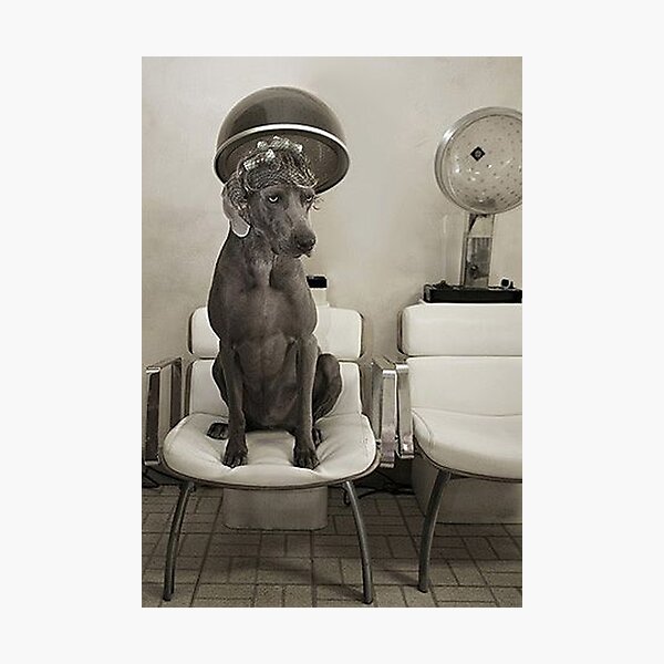 Item preview, Vintage dog cute photo Dogs retro pet barber retro grooming pets designed and sold by Coolstuff4you71.