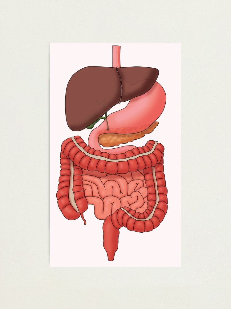 Modèle Anatomie Fœtus - Bloc de verre 3D - avec affichage lumineux - cadeau  infirmière