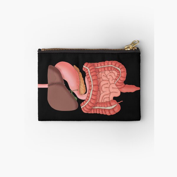 Item preview, Digestive System Organs, Medical Illustration designed and sold by ScienceSource.