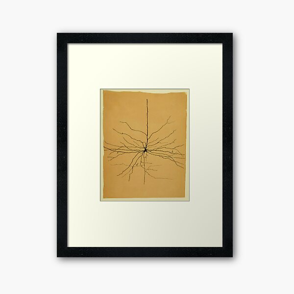 Pyramidal Cell in Cerebral Cortex, Cajal Illustration Framed Art Print