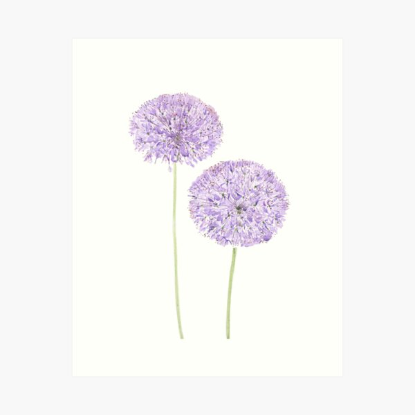 Allium Floral Watercolor Tutorial · How To Paint A Piece Of Watercolor Art  · Art on Cut Out + Keep