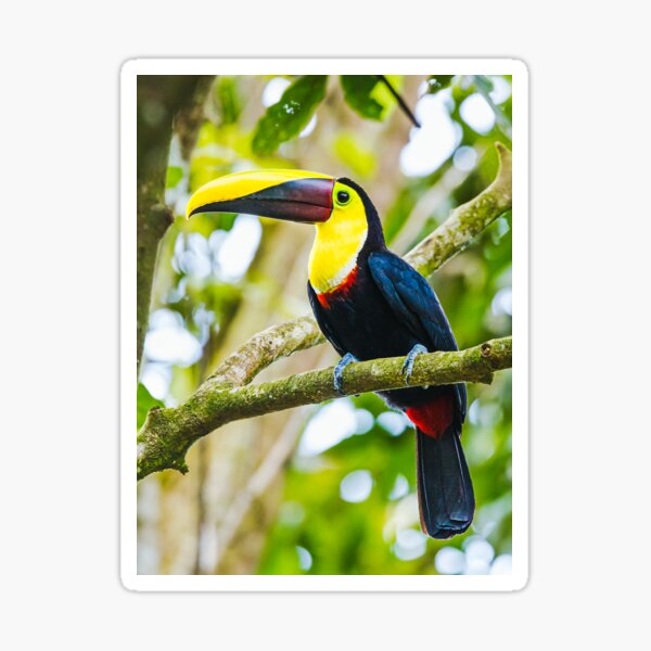 Toucan on a Branch Sticker