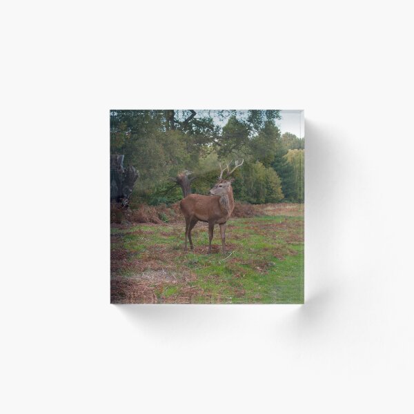 Item preview, Deer Looking Behind in Richmond Park designed and sold by GNHCreative.